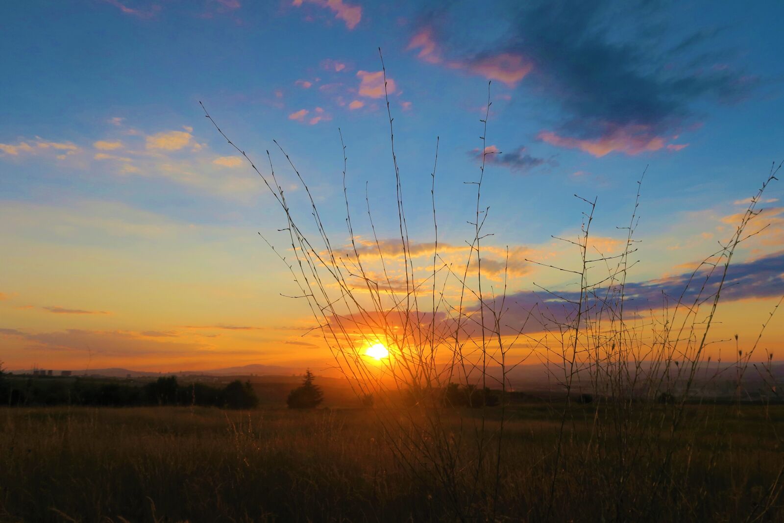 Canon PowerShot G7 X sample photo. Herbs, sunset, nature photography