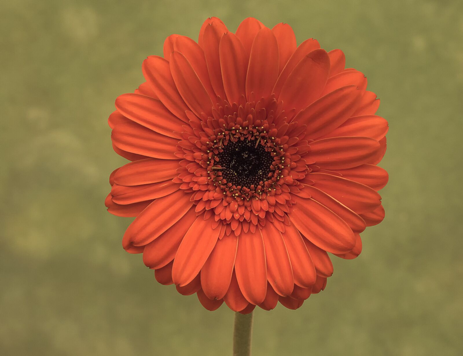 Canon EOS 70D sample photo. Flower, orange, blossom photography