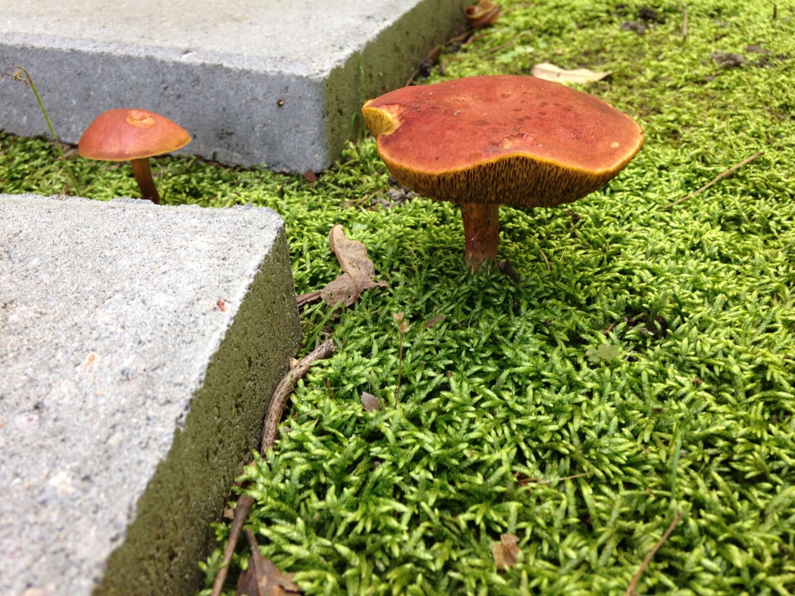 iPhone 5c back camera 4.12mm f/2.4 sample photo. Botanical, mushroom, nature photography