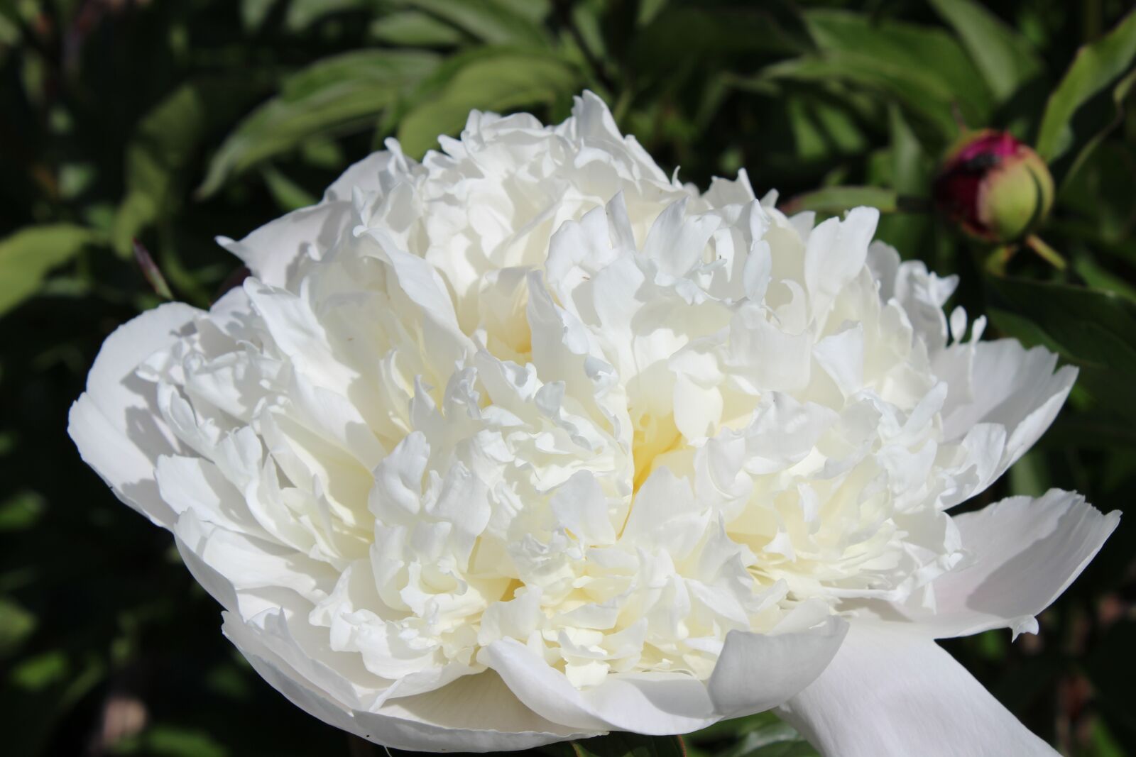 Canon EOS 600D (Rebel EOS T3i / EOS Kiss X5) sample photo. Flower, the peony, summer photography