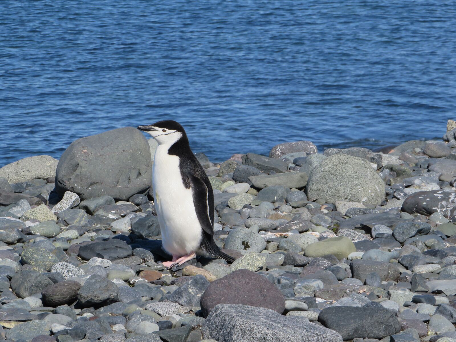 Canon PowerShot SX540 HS sample photo. Antarctica, chinstrap penguin, penguin photography