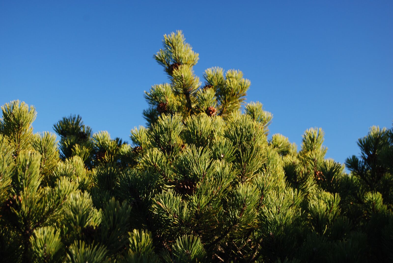 Nikon D60 sample photo. Kosodrzewia, vegetation, green photography