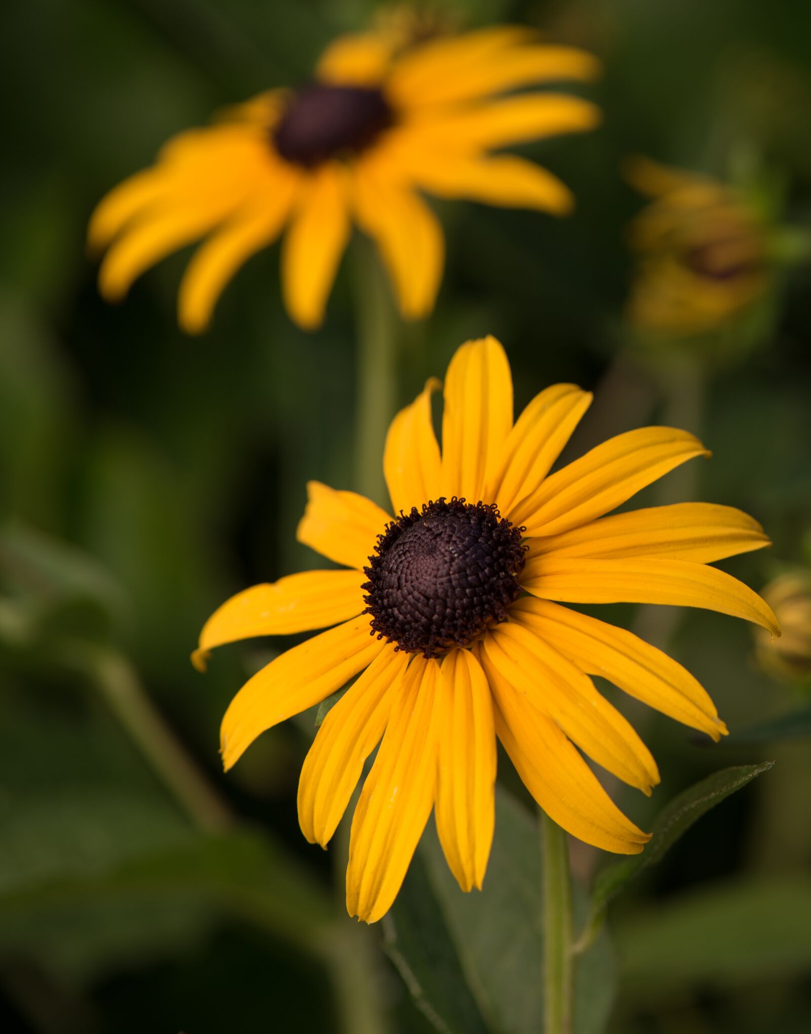 Nikon D750 sample photo. K pvir g, flower photography