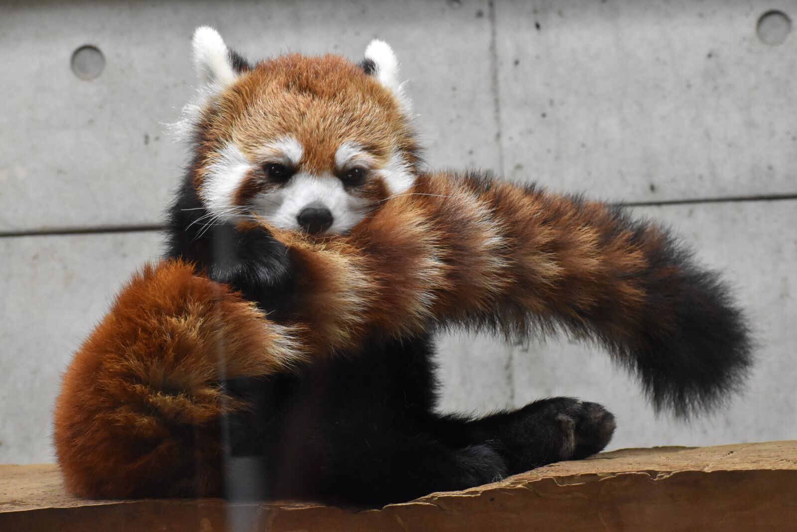 Nikon D5600 sample photo. Red, panda, zoo photography