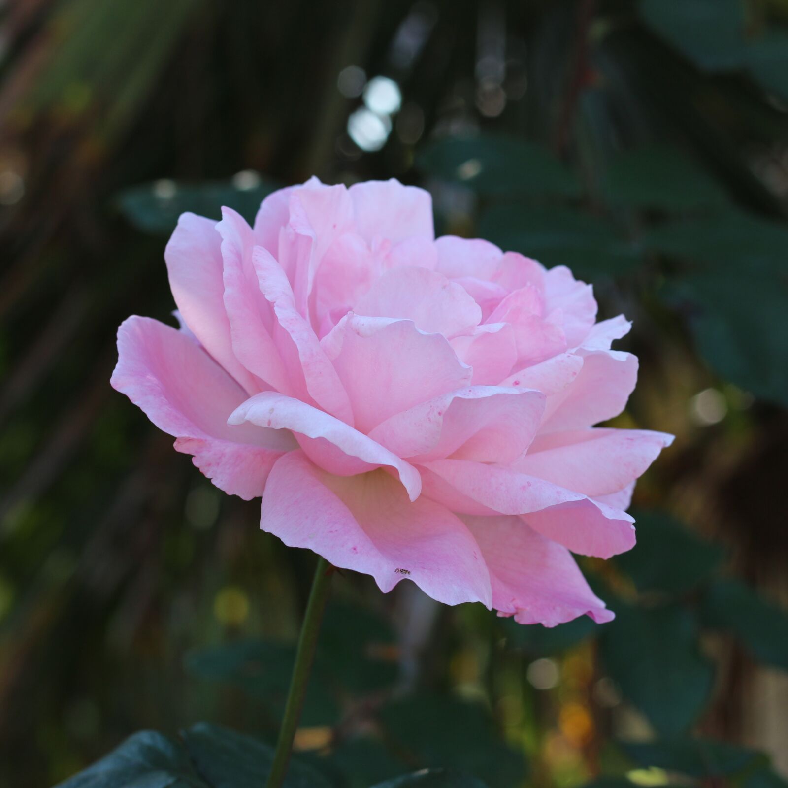 Canon EF 50mm F1.8 STM sample photo. Pink rose, flowers, pink photography