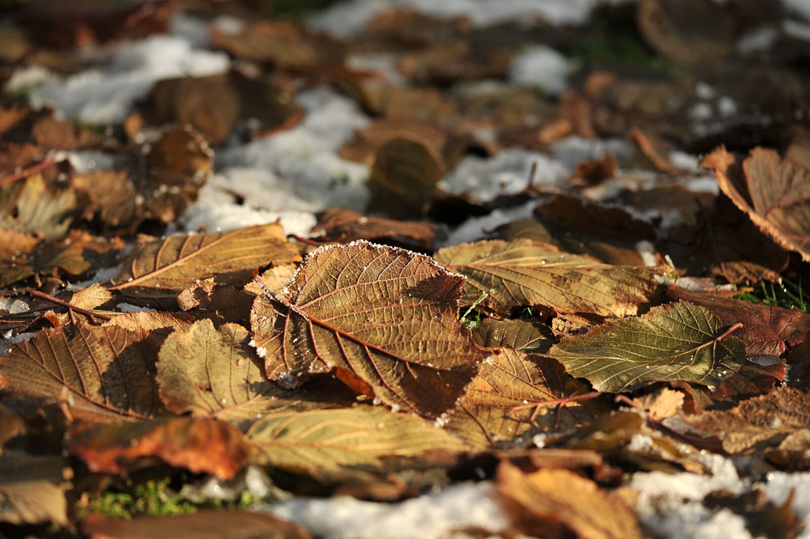 Nikon D3S sample photo. Leaves, garden, snow photography