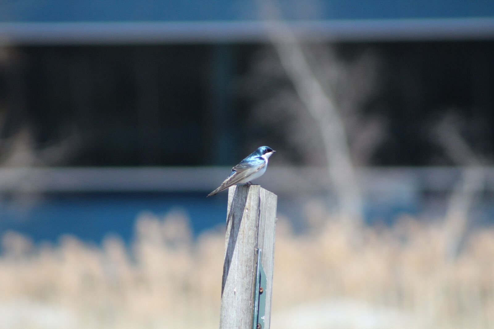 Canon EOS 1200D (EOS Rebel T5 / EOS Kiss X70 / EOS Hi) sample photo. Bird, blue, fence photography