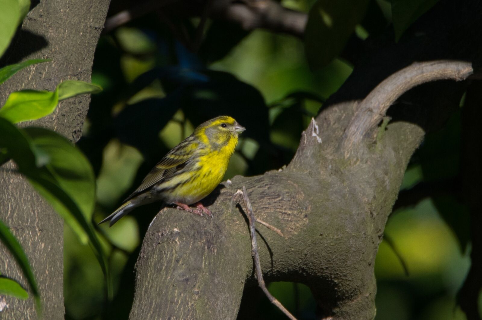 Nikon D5300 sample photo. Birds, nature, wild life photography
