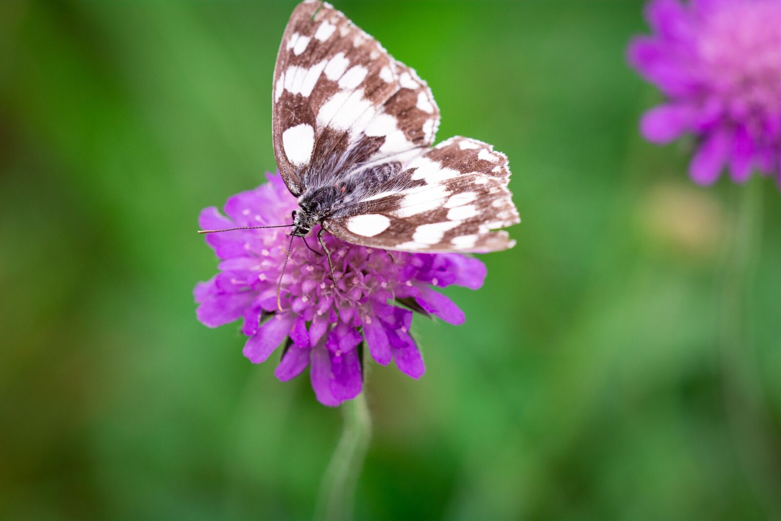 Nikon D7100 sample photo. Butterfly, flower, purple photography