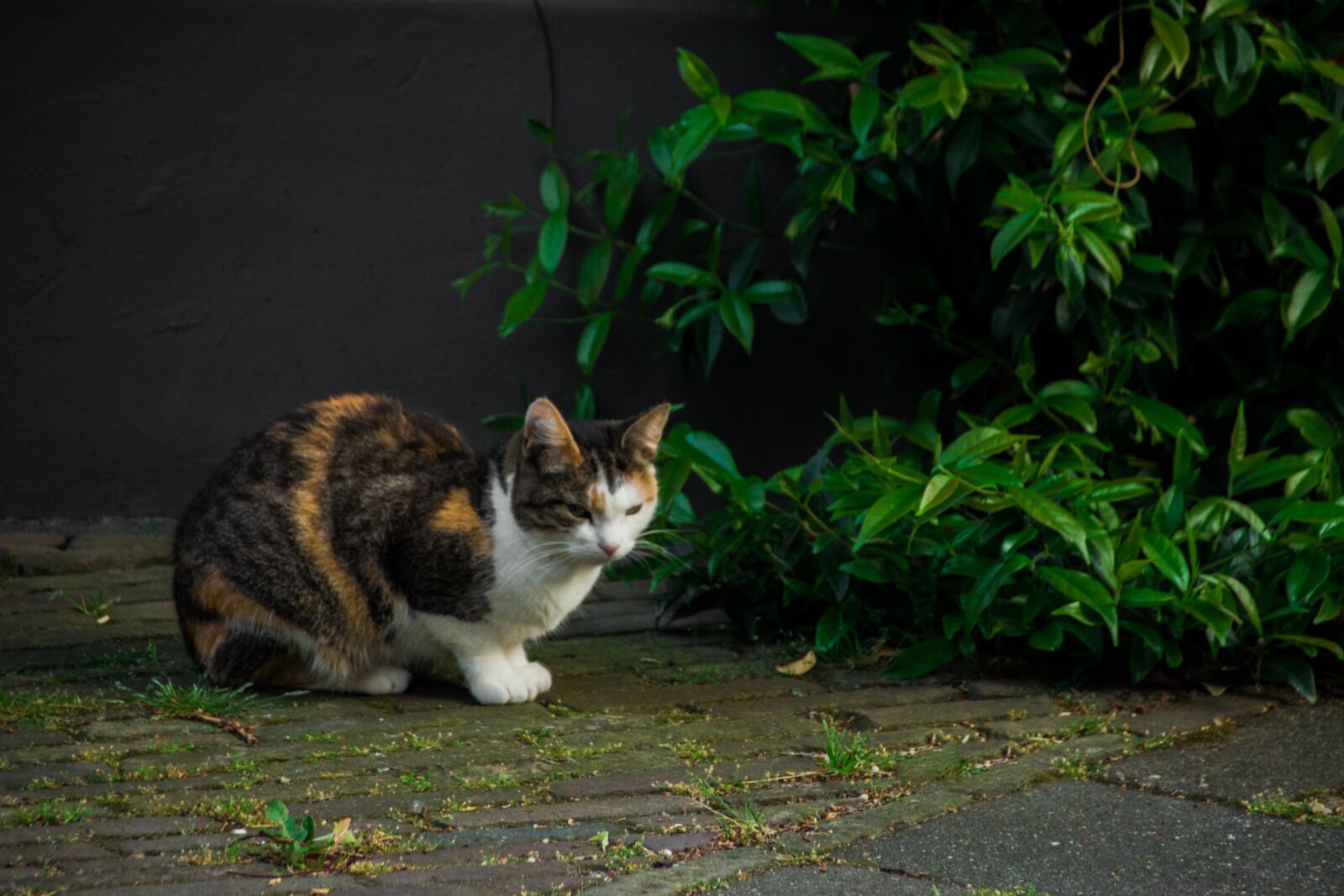 Nikon D3300 sample photo. Cat, felis catus, felis photography