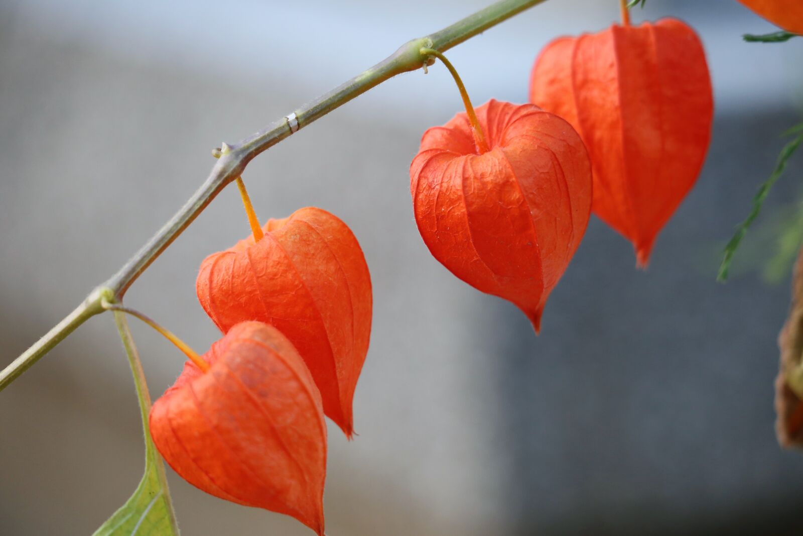 Canon EF 70-300 F4-5.6 IS II USM sample photo. Cape gooseberry, physalis peruviana photography