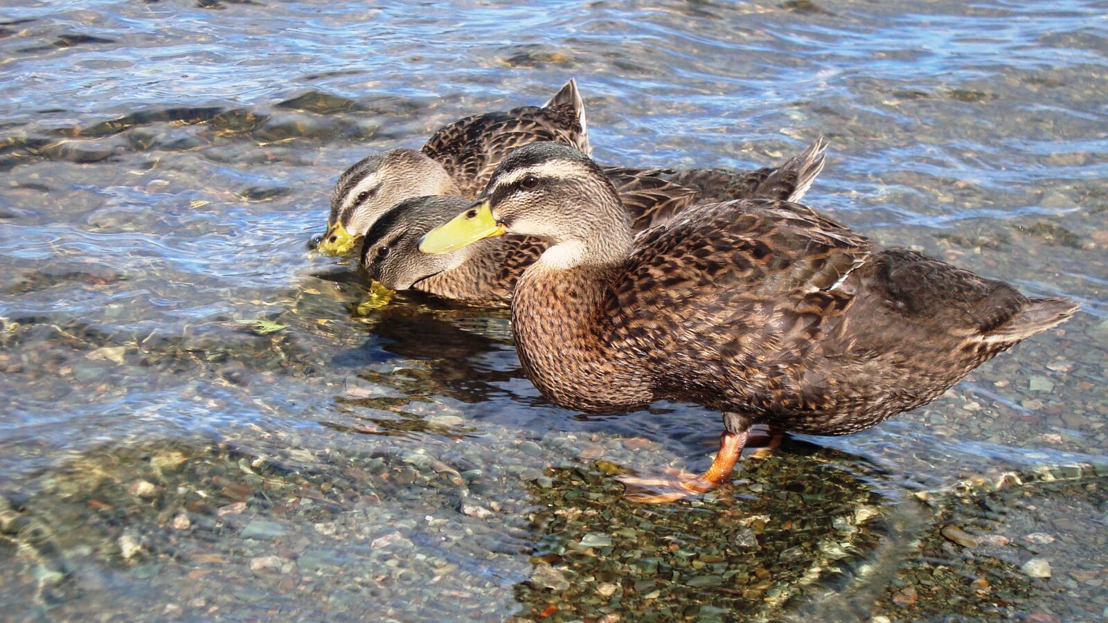 Sony Cyber-shot DSC-W120 sample photo. Duck, drinking, water photography