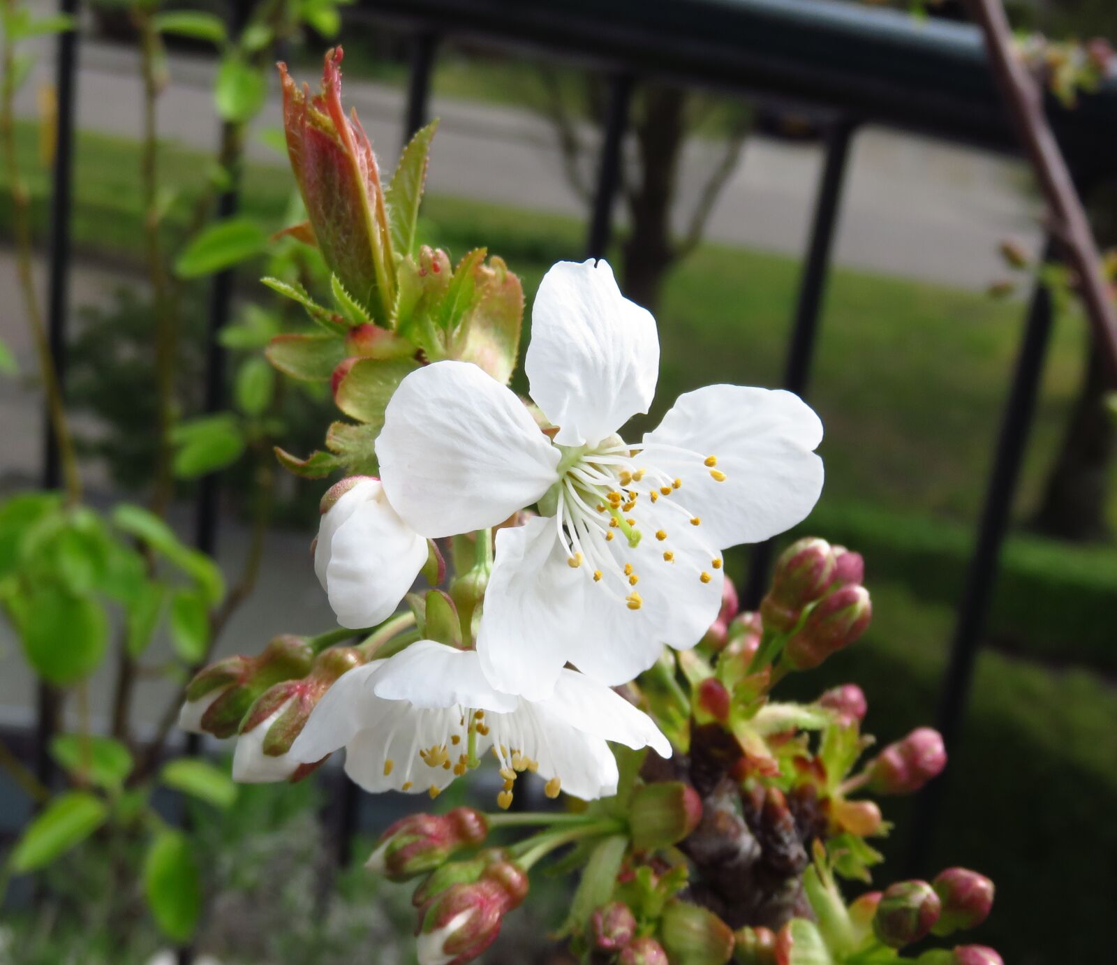 Canon PowerShot SX700 HS sample photo. Blossom, cherry, cherry blossom photography