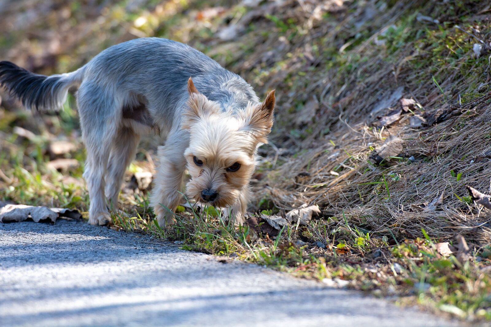 Nikon D7100 sample photo. Dog, small, out photography