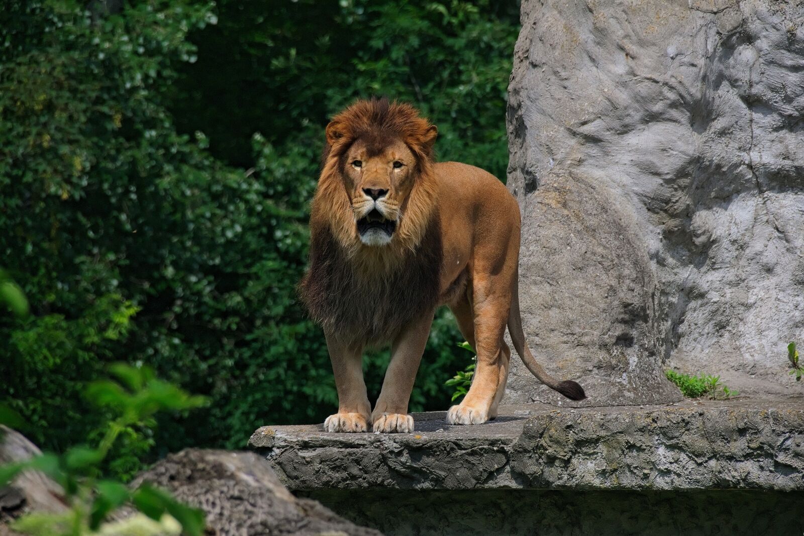 Nikon D3300 sample photo. Lion, animal, nature photography