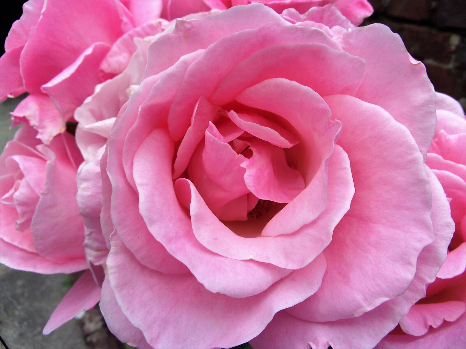 JK KODAK PIXPRO X53 sample photo. Pink, flower, nature photography