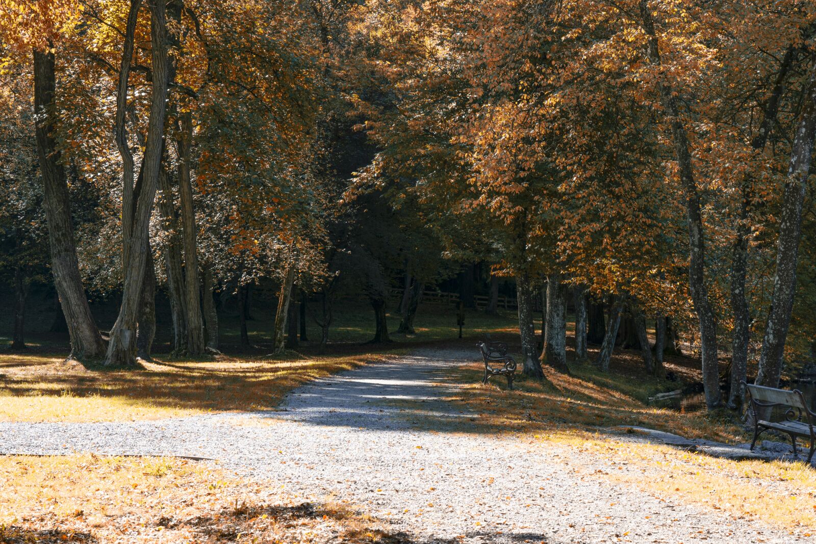 Sony a6000 sample photo. Autumn, trees, path photography