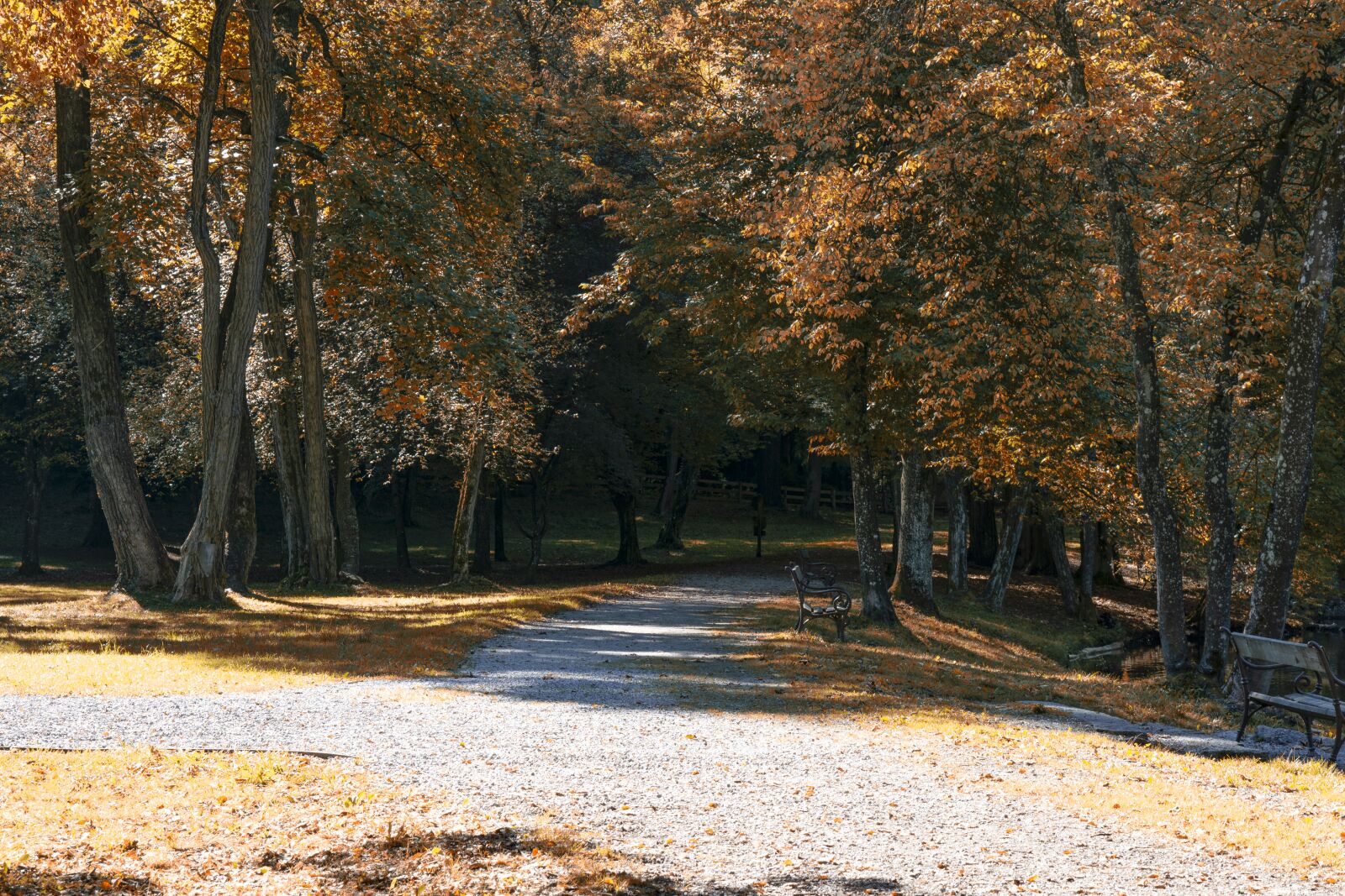 E 50mm F1.8 OSS sample photo. Autumn, trees, path photography