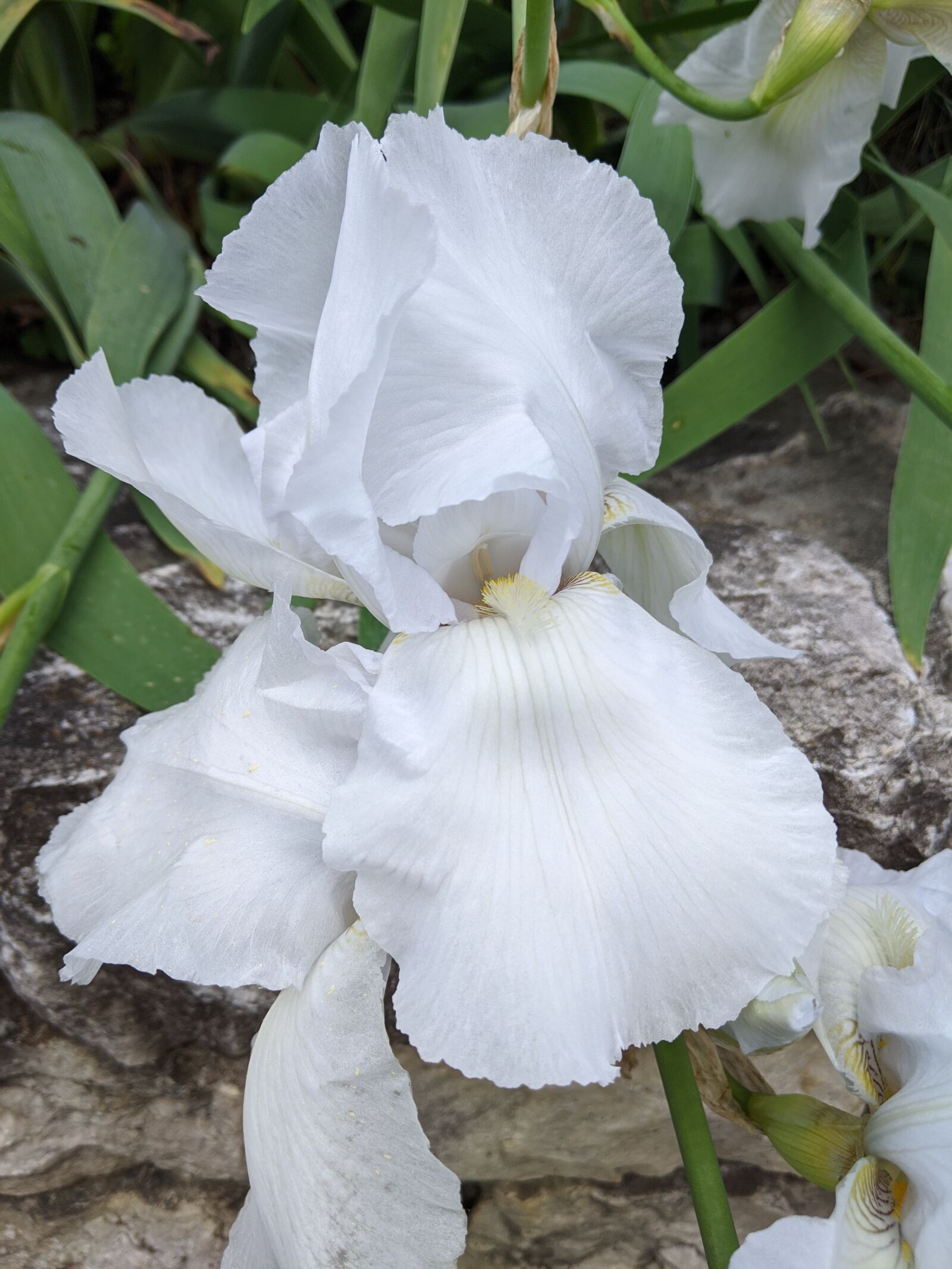 Google Pixel 3a sample photo. Iris, white, flower photography