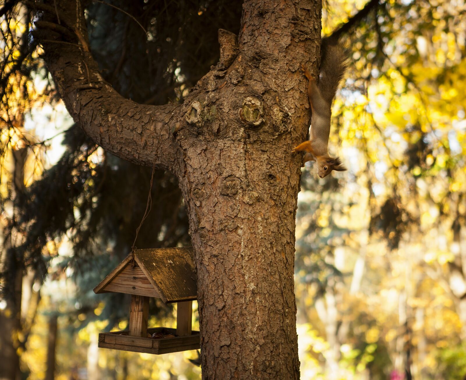Canon EOS 5D Mark II + Canon EF 24-70mm F2.8L USM sample photo. Park, squirrel, feeder photography