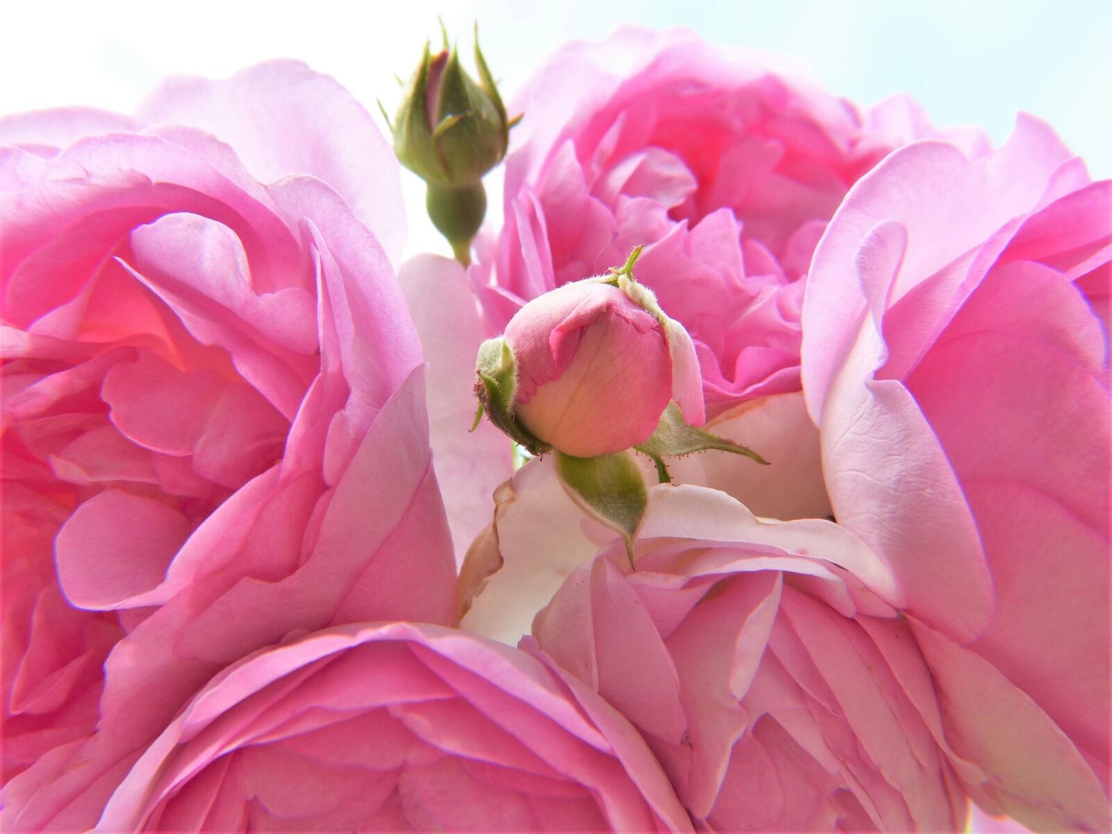 Panasonic Lumix DMC-FZ150 sample photo. Rose, pink, light pink photography