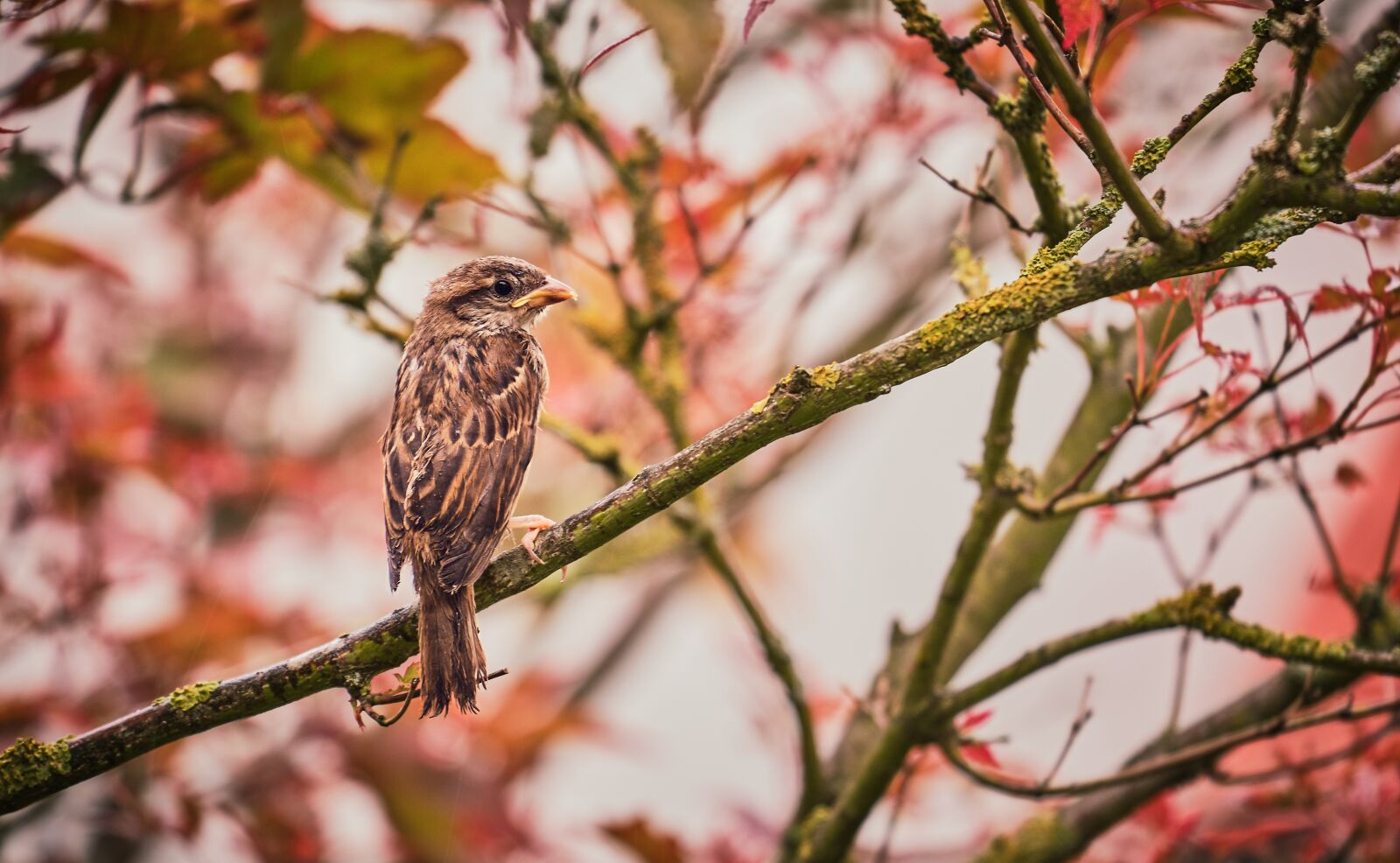 Fujifilm X-T3 sample photo. Learn to fly, bird photography