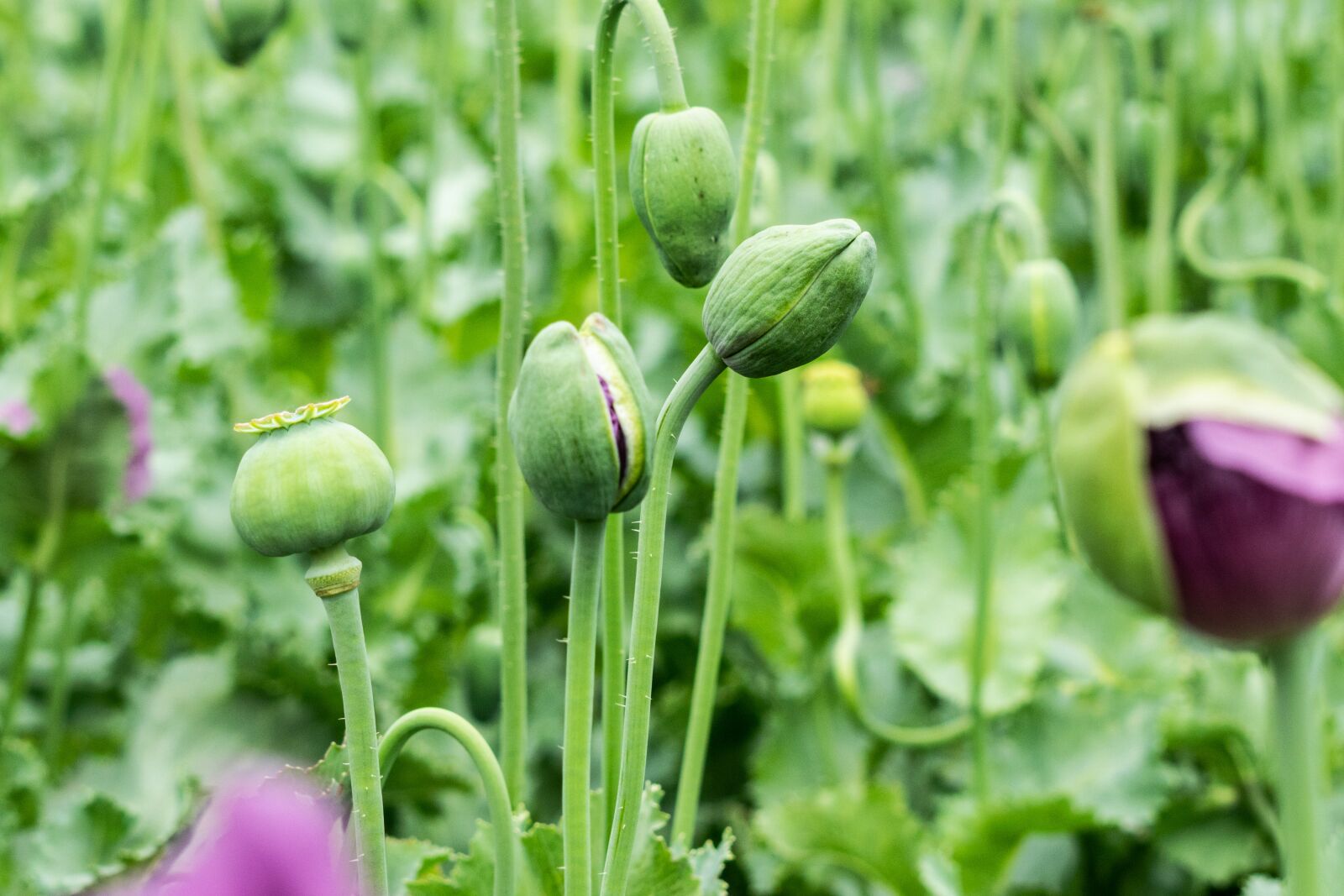Nikon D3300 sample photo. Poppy, flower, flora photography