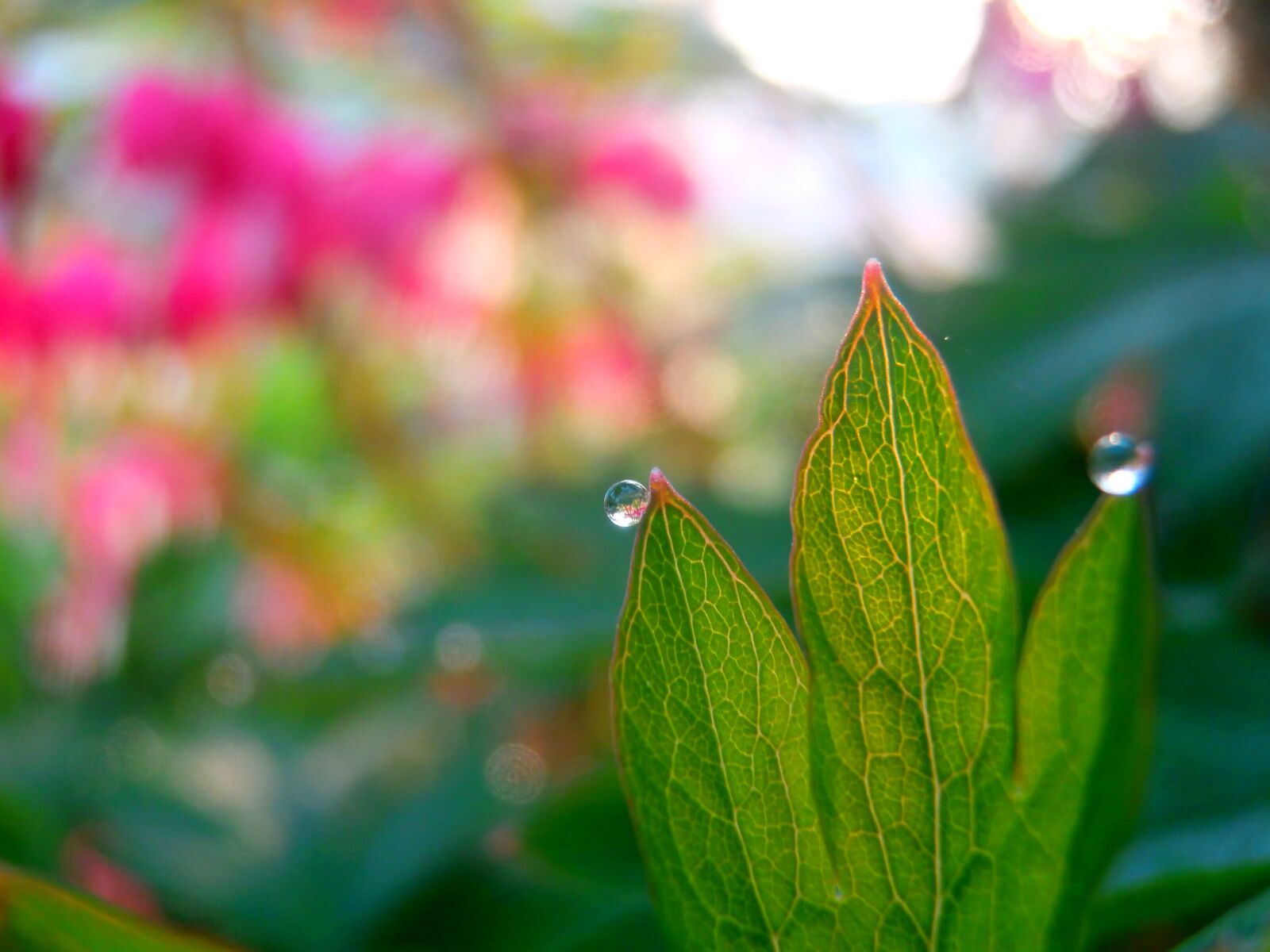 Olympus VR350,D755 sample photo. Beautiful, elegant, charming photography