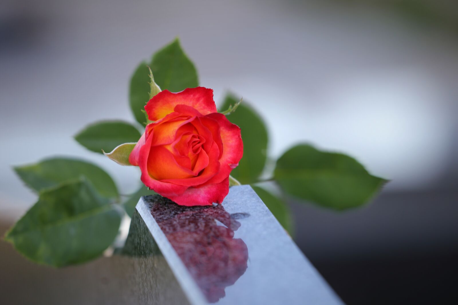 Canon EF 70-300 F4-5.6 IS II USM sample photo. Red yellow rose, love photography