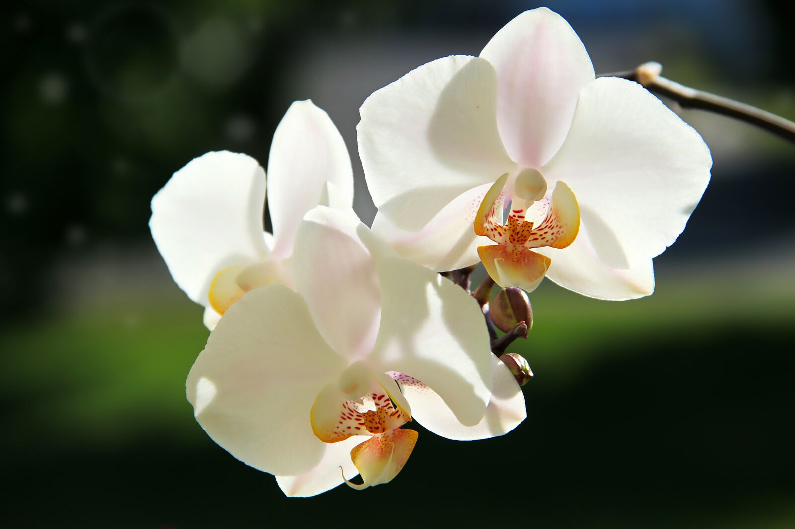 Canon EOS 600D (Rebel EOS T3i / EOS Kiss X5) sample photo. Orchids, white, blossom photography