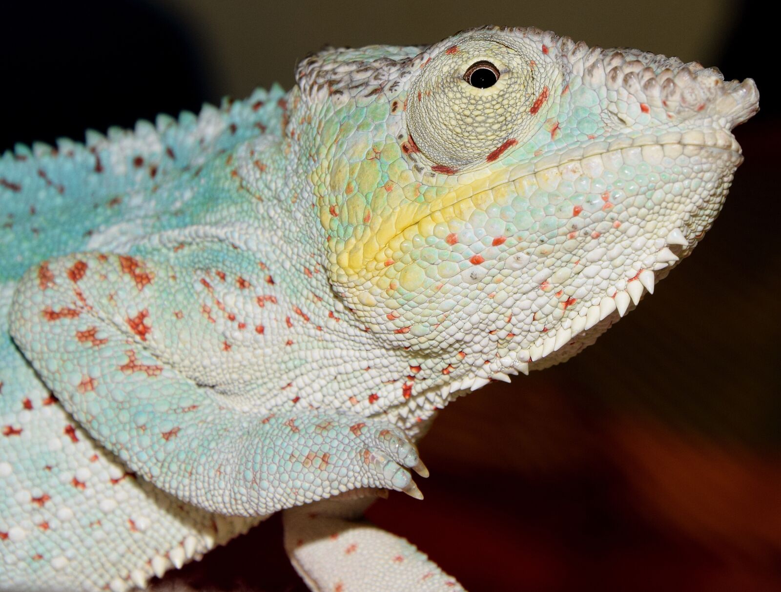 Nikon D5300 sample photo. Panther chameleon, chameleon, close photography