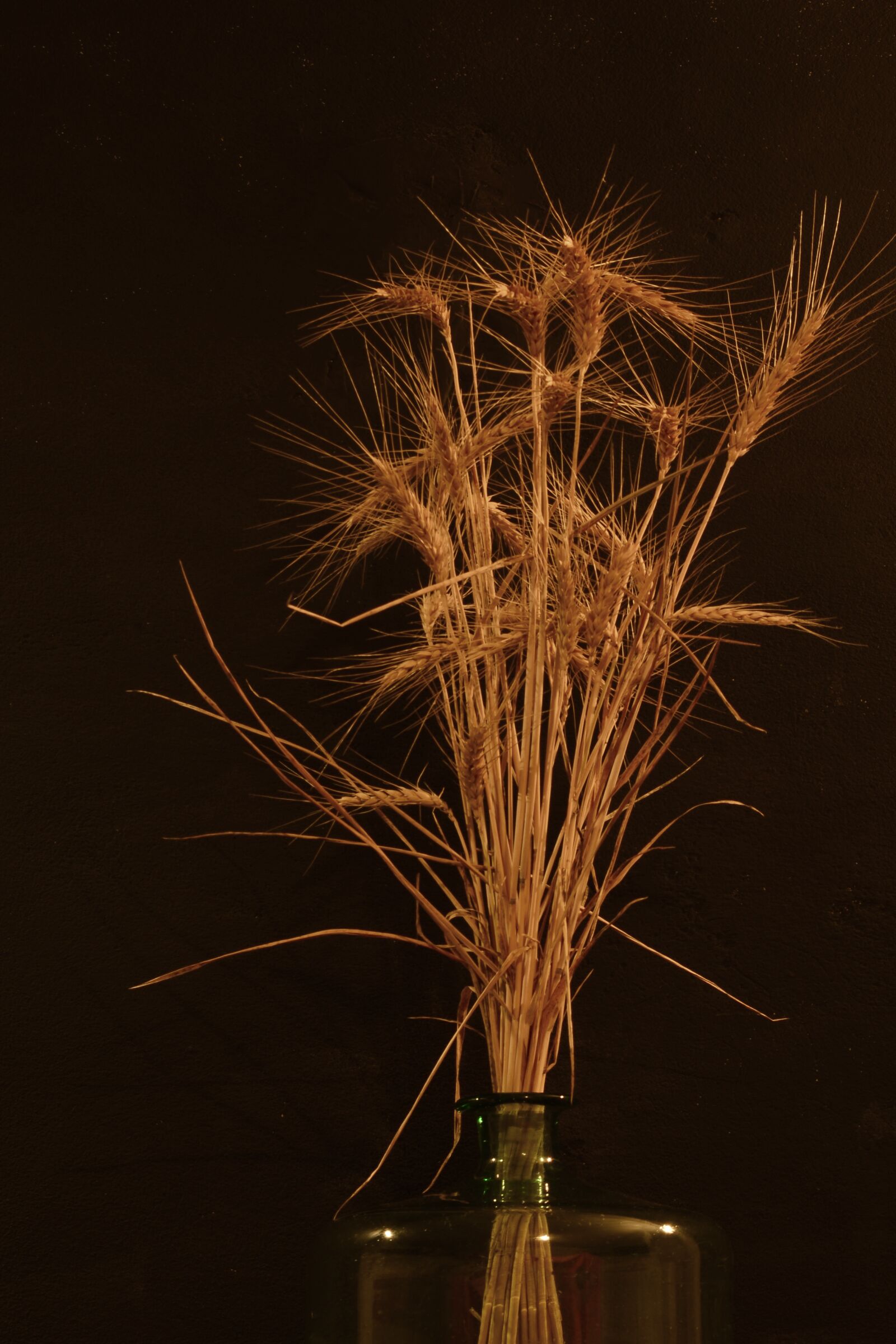 Nikon D610 sample photo. Wheat, ears, cereals photography