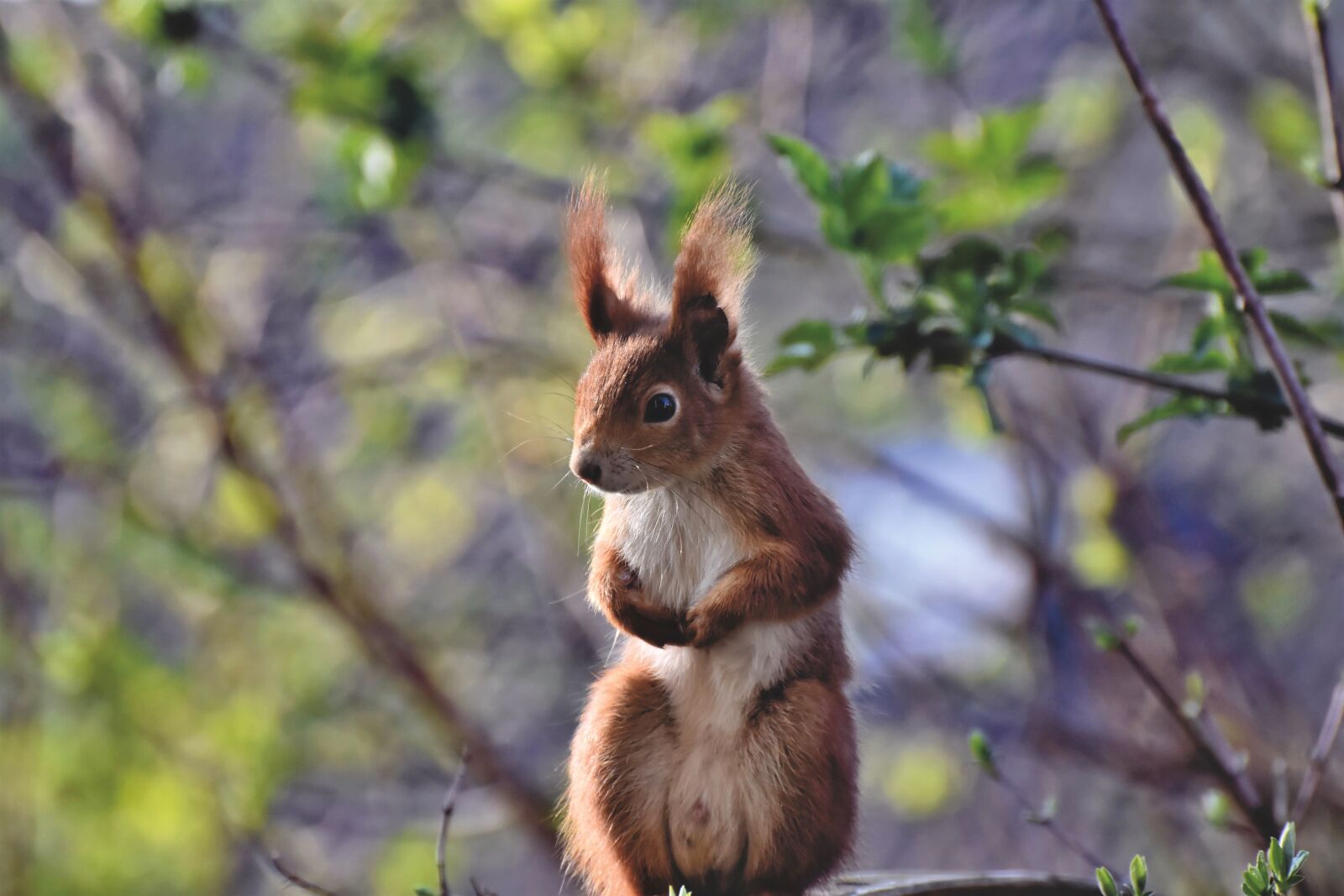 Nikon D7200 sample photo. Squirrel, verifiable kitten, rodent photography