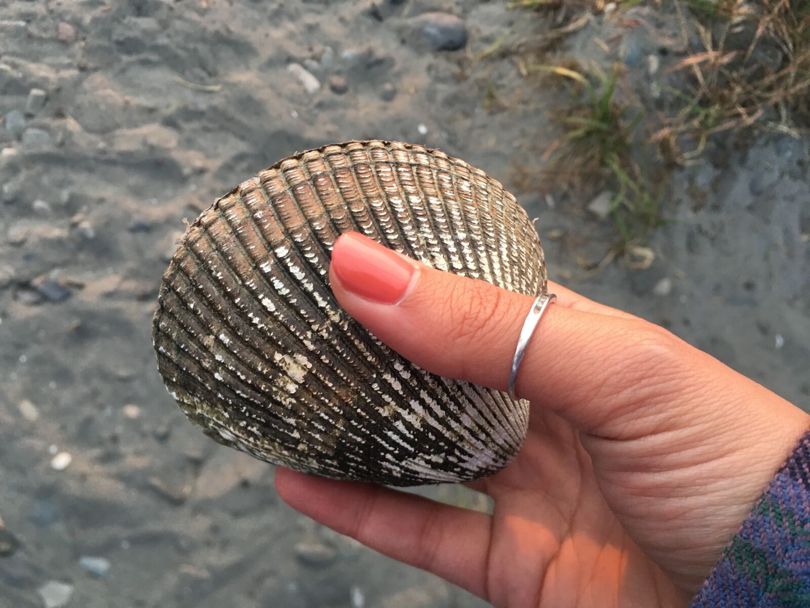 Apple iPhone 6s sample photo. Beach, shell, seashell photography