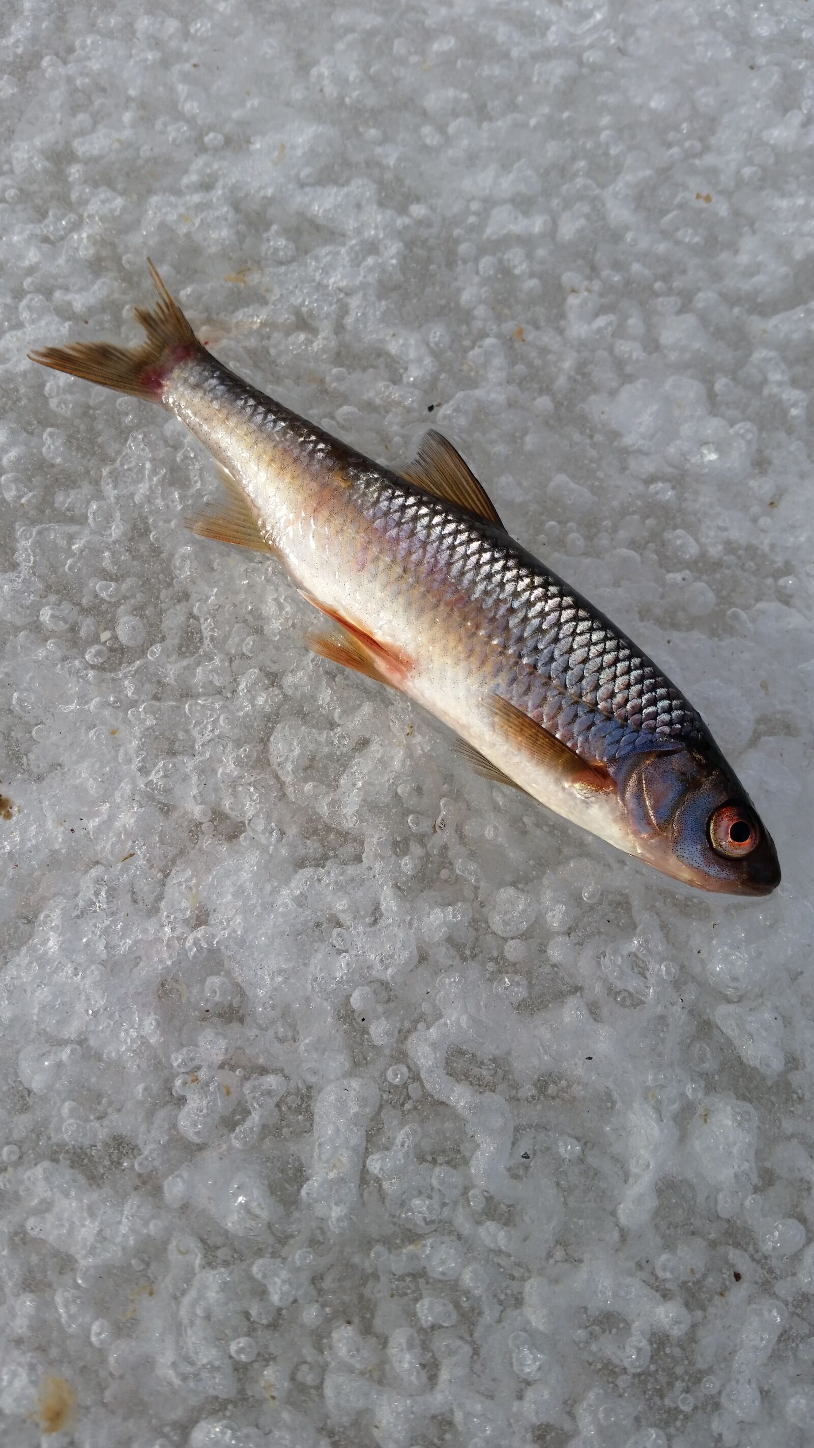 Samsung Galaxy S5 sample photo. Fish, ice, winter fishing photography