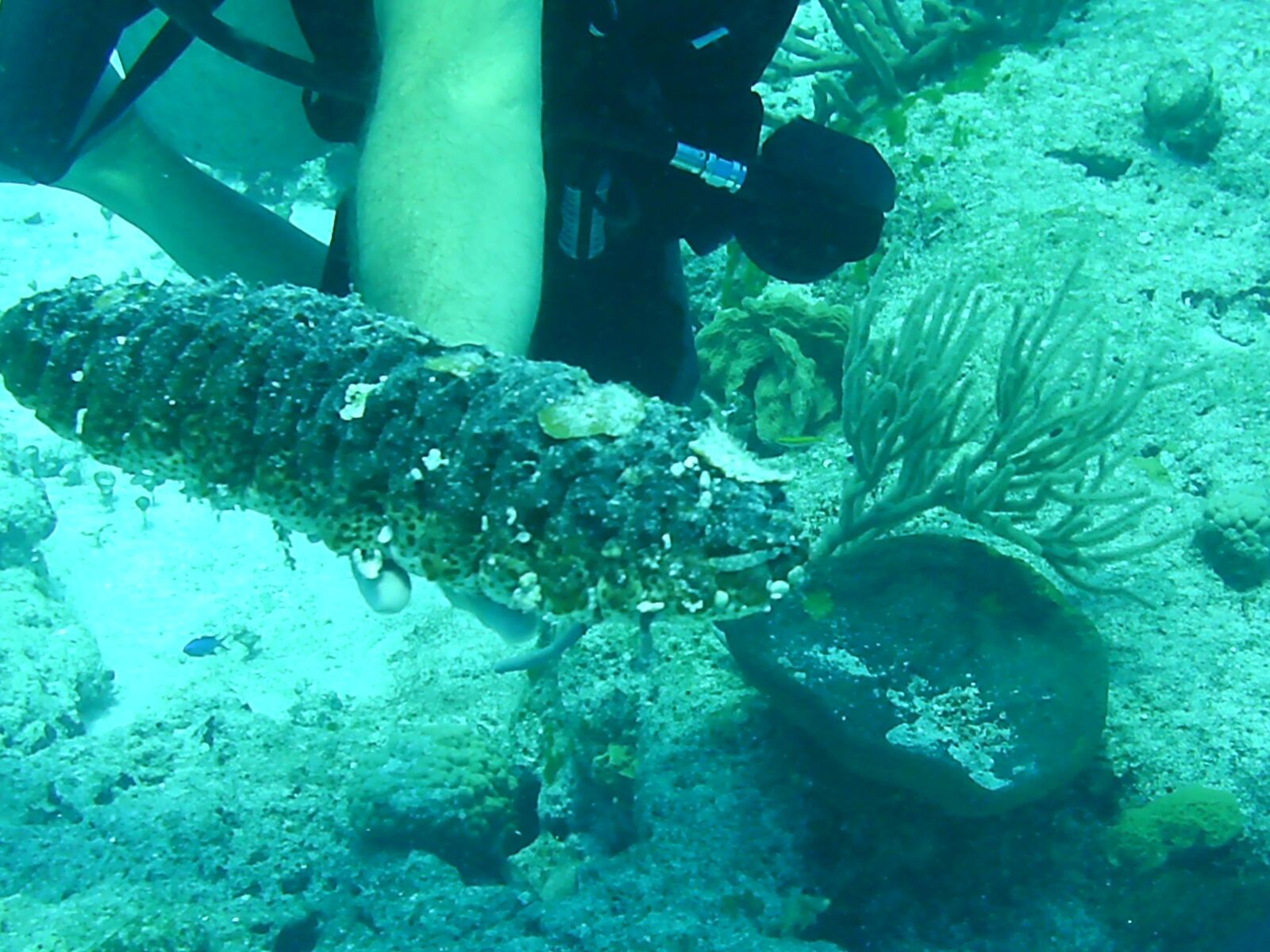 Digital Camera 5MP-9BE sample photo. Cozumel, sea life, 55 ft photography