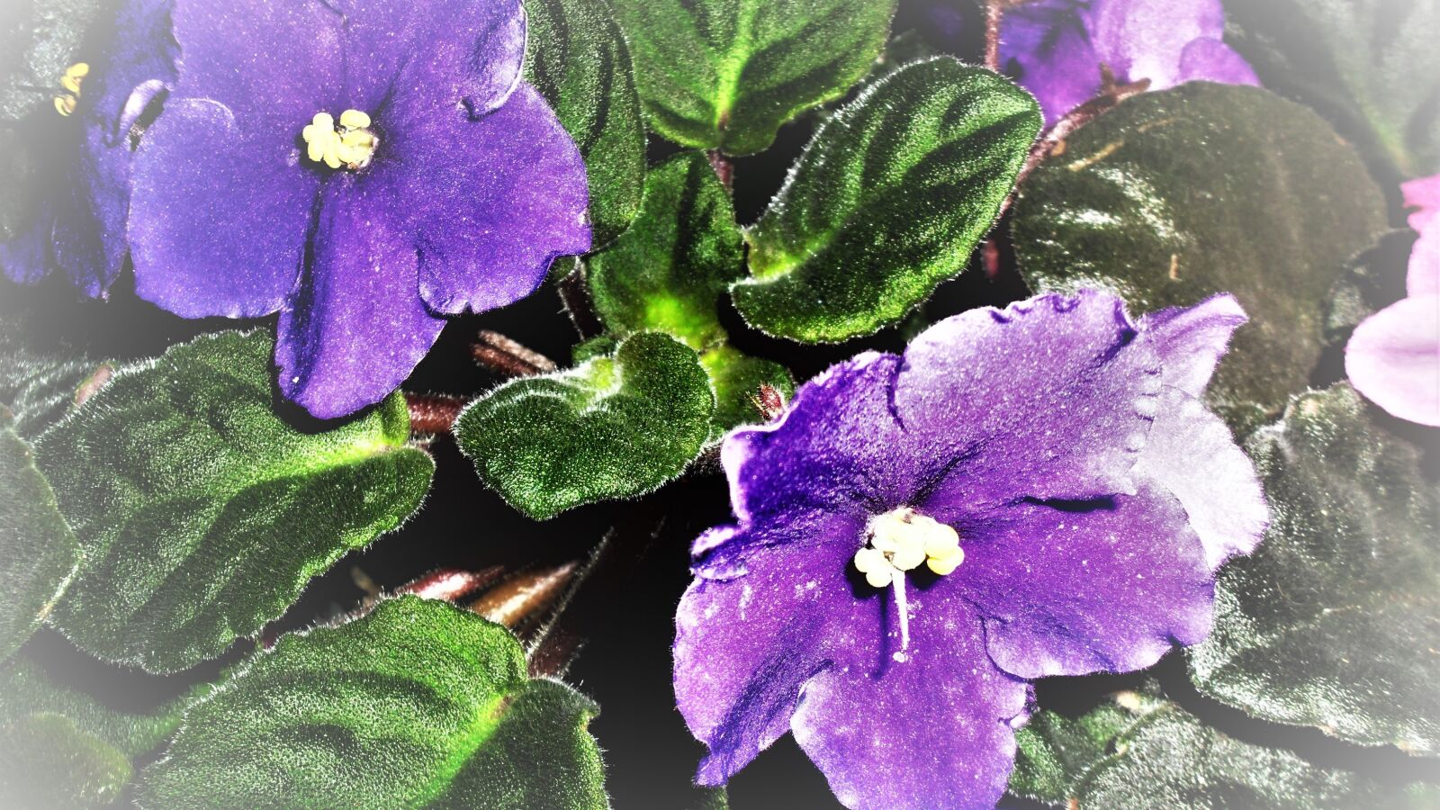 Samsung ES60 / VLUU ES60 /  SL105 /  ES63 sample photo. Blue, blooms, african violet photography