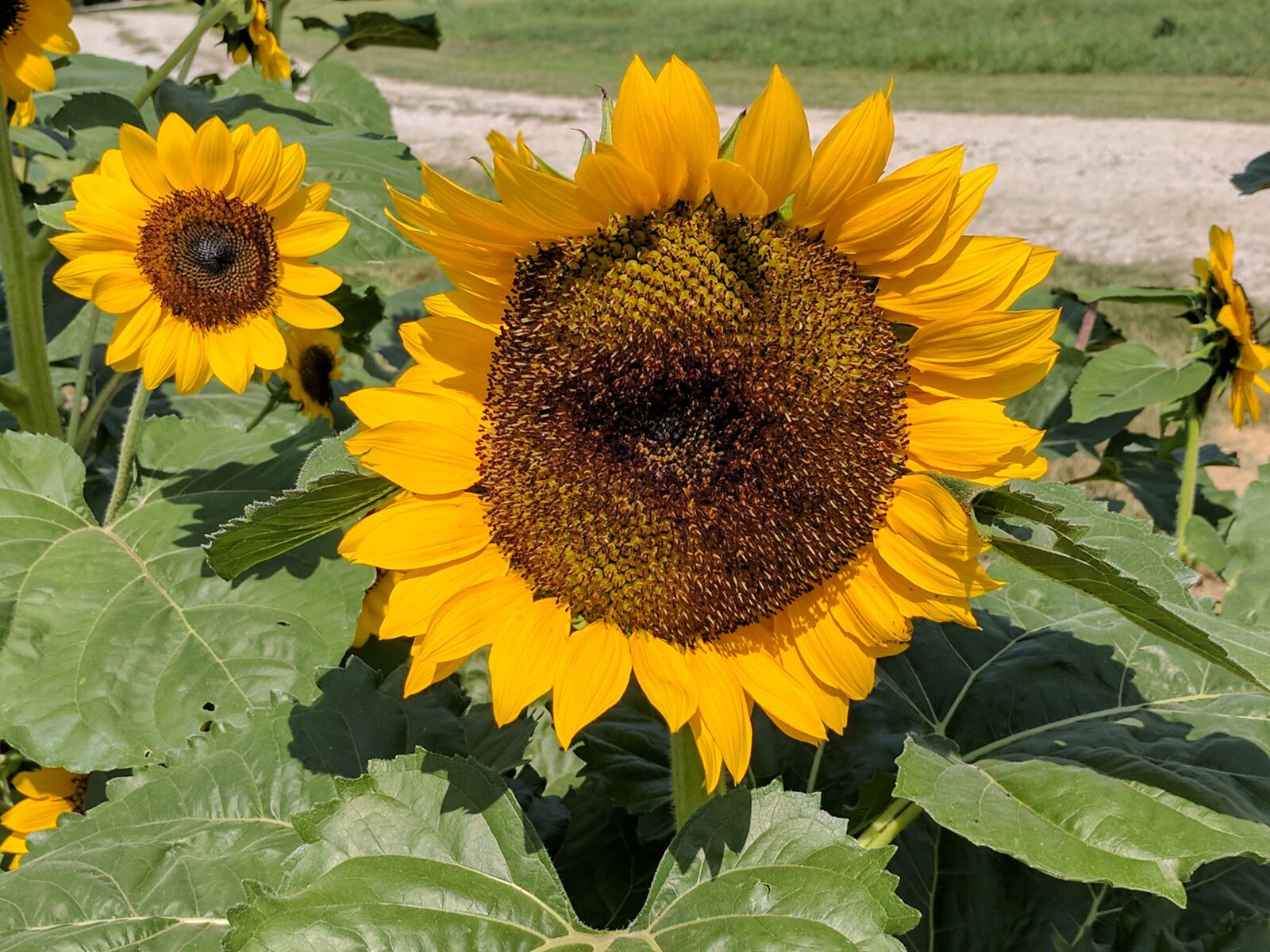 Google Pixel sample photo. Summer, yellow, sunflower photography