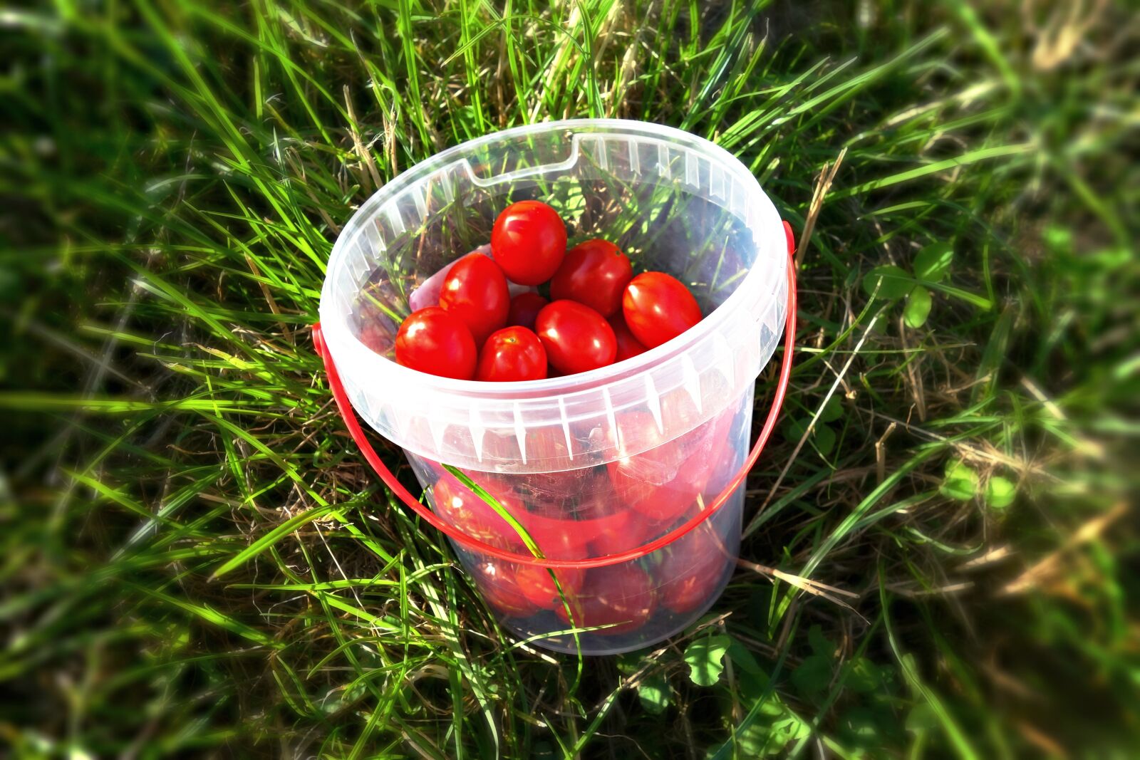 Sony Cyber-shot DSC-RX100 sample photo. Grape tomato, tomato, vegetable photography