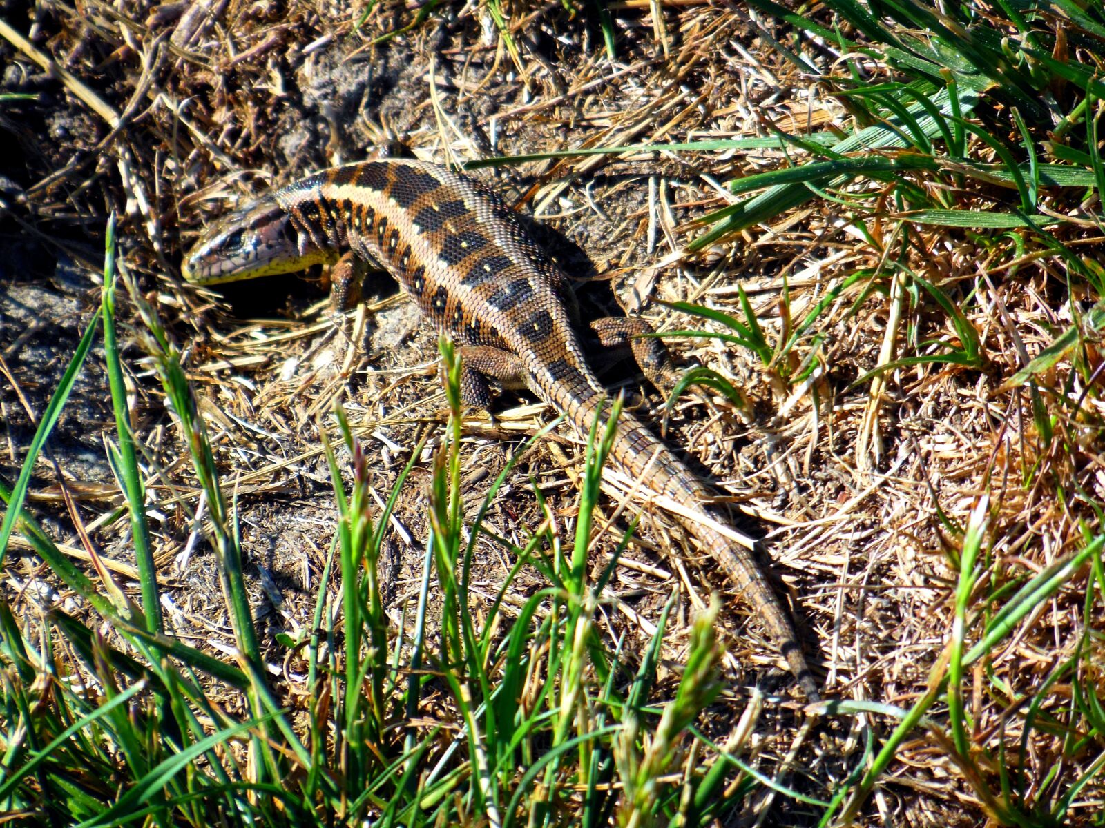 Nikon Coolpix S9300 sample photo. Lizard, sand lizard, reptiles photography