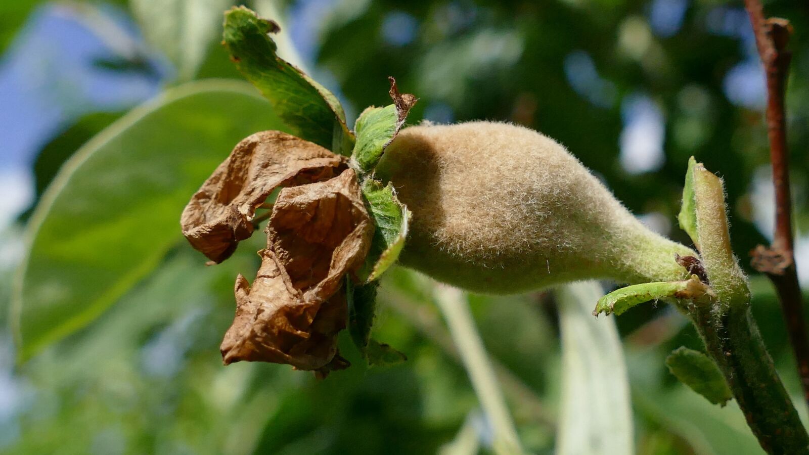 Panasonic Lumix DMC-FZ1000 sample photo. Quince, pear-quince, fruit photography