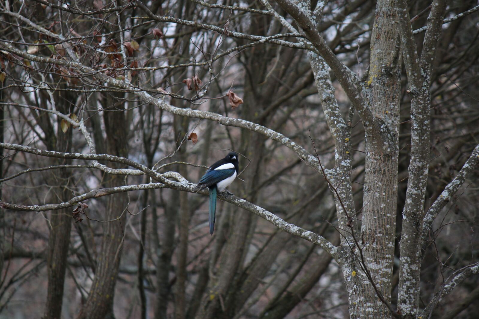 Canon EOS 70D + Canon EF-S 55-250mm F4-5.6 IS sample photo. Magpie, bird, tree photography