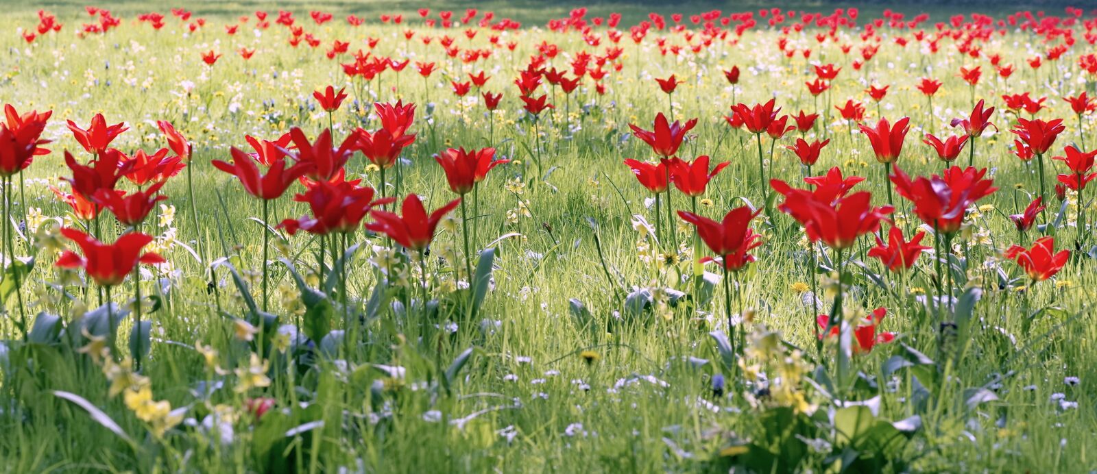 Pentax K-S2 sample photo. Tulips, meadow, flowers photography