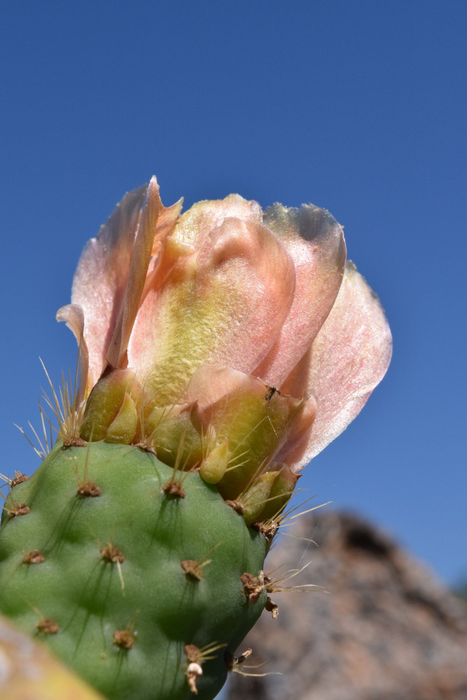 Nikon D3300 sample photo. Cactus, prickly pear, cactus photography