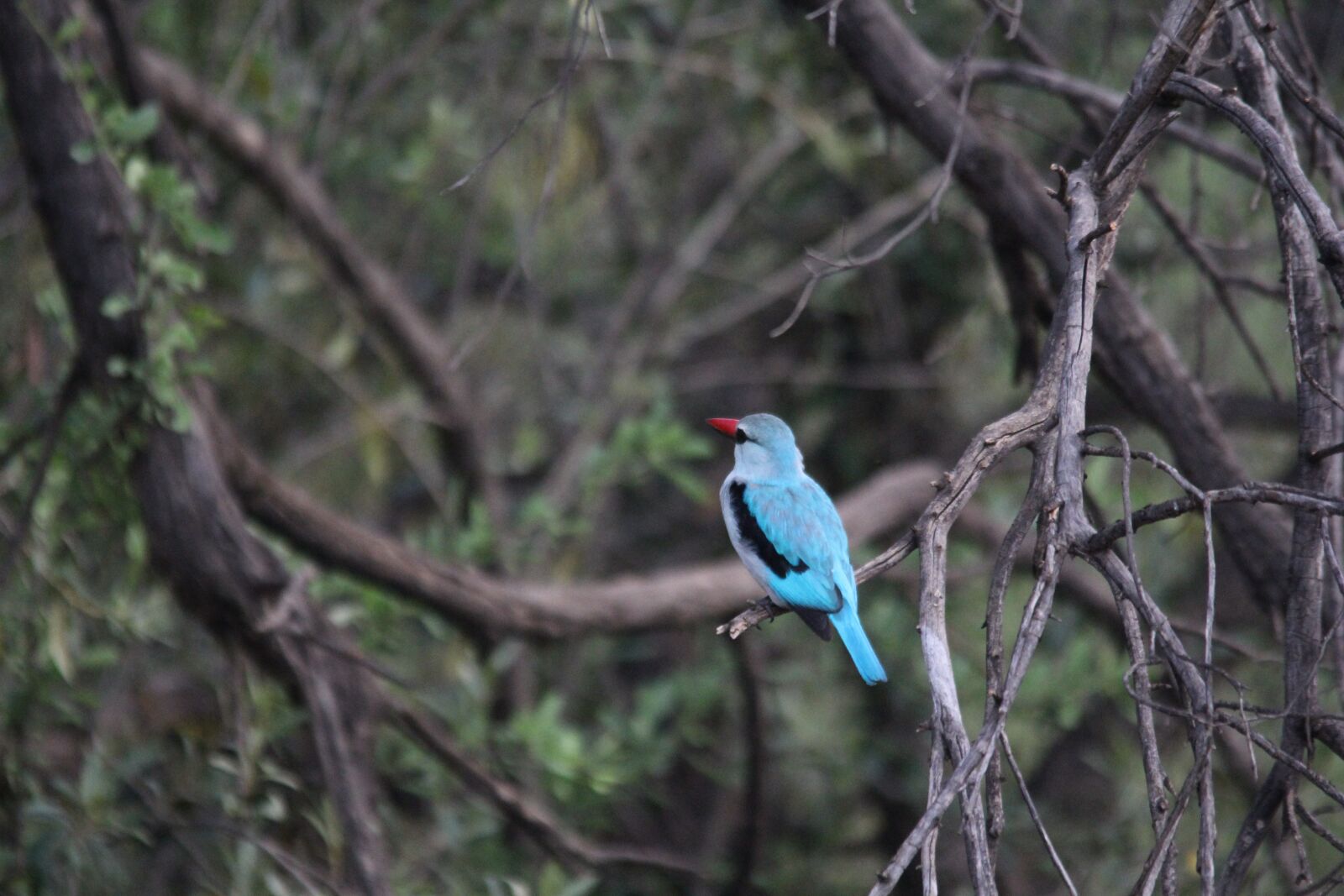 Canon EOS 60D sample photo. Woodland kingfisher, woodland, blue photography