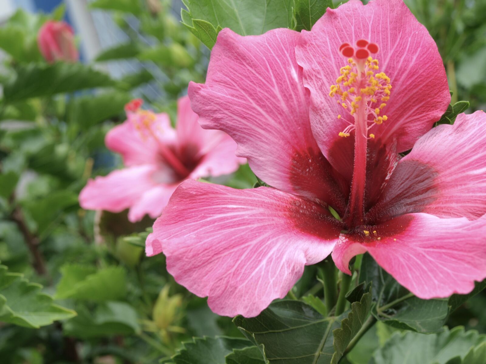 Olympus E-520 (EVOLT E-520) sample photo. Hibiscus, flower, flowers photography