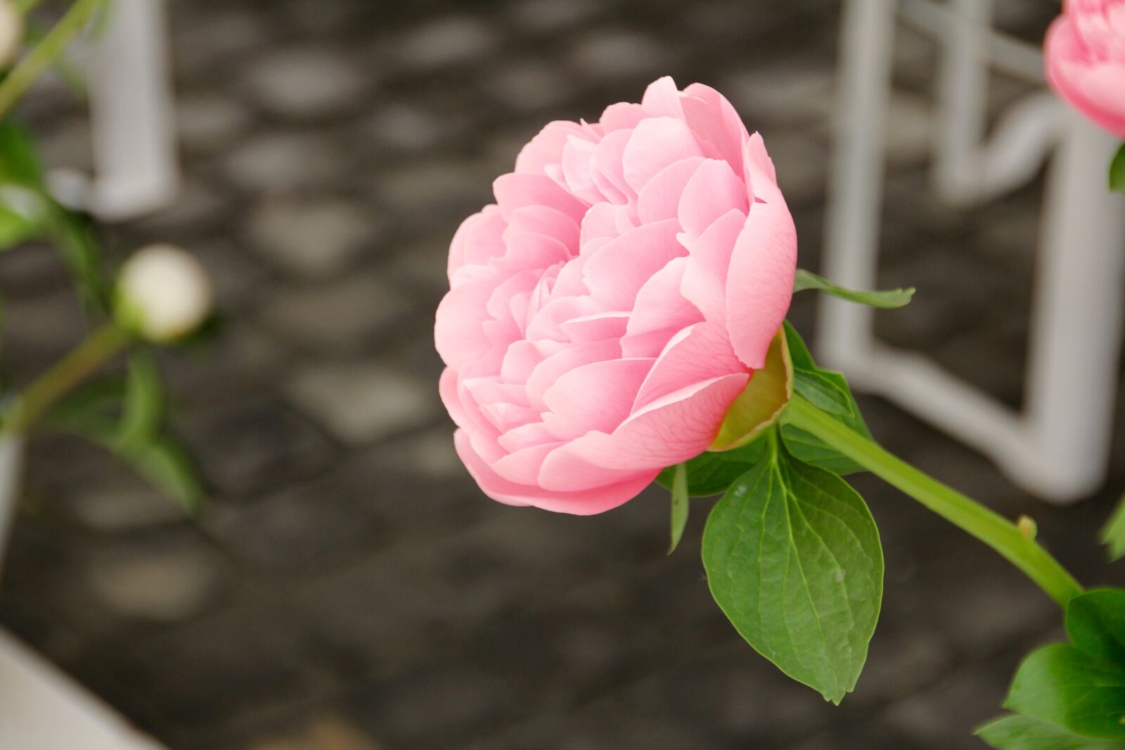 Canon EOS 60D sample photo. Rose, open rose, english photography