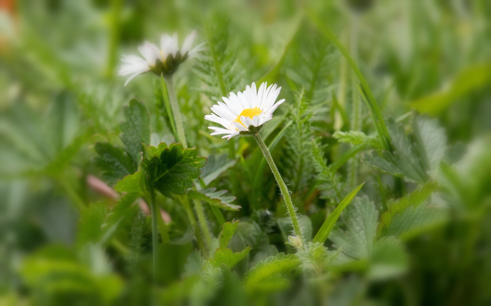 Canon EF-S 55-250mm F4-5.6 IS STM sample photo. Daisy, flower, plant photography