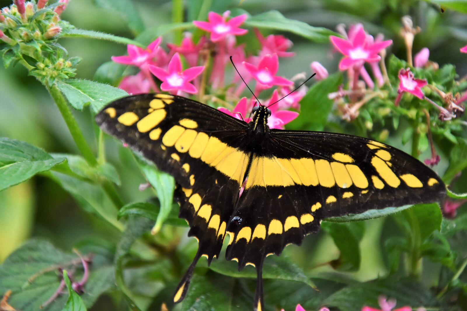 Nikon D7200 sample photo. Butterfly, schwalbenschwänzchen, insect photography
