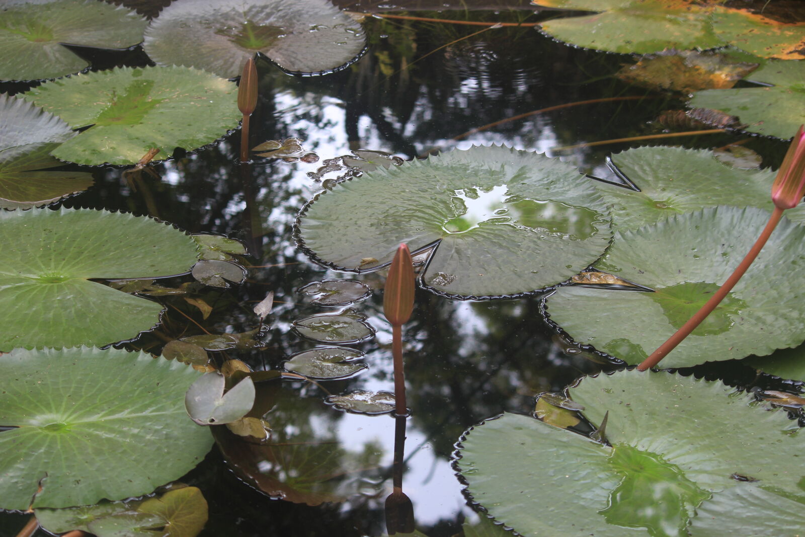Canon EOS 700D (EOS Rebel T5i / EOS Kiss X7i) sample photo